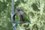 PICTURES/Rosy-cheek Lovebirds/t_P1010278.JPG